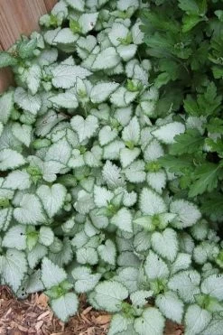 White Nancy Lamium - 5 Pack Of Pint Pots -Garden & Outdoor Sale Shop Lamium White Nancy 3