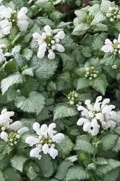 White Nancy Lamium - 5 Pack Of Pint Pots -Garden & Outdoor Sale Shop Lamium White Nancy 4