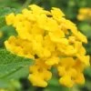New Gold Hardy Lantana - 5 Pack Of Quart Pots -Garden & Outdoor Sale Shop Lantana New Gold 13