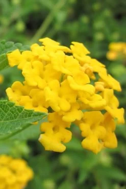 New Gold Hardy Lantana - 5 Pack Of Quart Pots