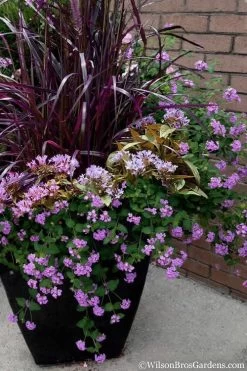 Trailing Lavender Lantana - 1 Gallon Pot -Garden & Outdoor Sale Shop Lantana Trailing Lavender 16