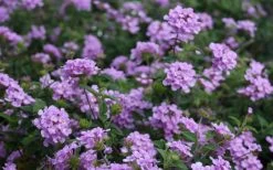 Trailing Lavender Lantana - 1 Gallon Pot -Garden & Outdoor Sale Shop Lantana Trailing Lavender 2