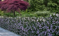 Trailing Lavender Lantana - 1 Gallon Pot -Garden & Outdoor Sale Shop Lantana Trailing Lavender 22