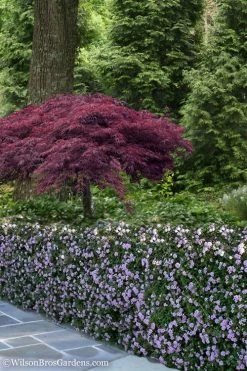 Trailing Lavender Lantana - 1 Gallon Pot -Garden & Outdoor Sale Shop Lantana Trailing Lavender 23