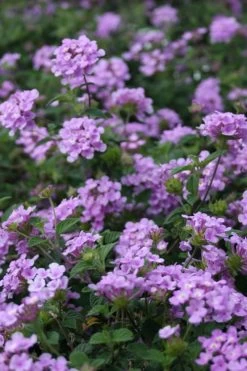 Trailing Lavender Lantana - 1 Gallon Pot -Garden & Outdoor Sale Shop Lantana Trailing Lavender 500x750 1