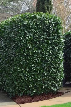 Schip Laurel (Prunus Laurocersasus 'Schipkaensis') - 6 Pack Of 1 Gallon Pots -Garden & Outdoor Sale Shop Laurel Schip 2 1