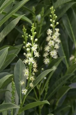 Schip Laurel (Prunus Laurocersasus 'Schipkaensis') - 2 Gallon Pot 13 Schip Laurel (Prunus Laurocersasus 'Schipkaensis') - 2 Gallon Pot -Garden & Outdoor Sale Shop Laurel Schip 3