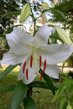 Casablanca Oriental Lily - 1 Gallon Pot -Garden & Outdoor Sale Shop Lilium Casablanca 1