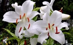 Casablanca Oriental Lily - 1 Gallon Pot -Garden & Outdoor Sale Shop Lilium Casablanca 2