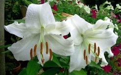 Casablanca Oriental Lily - 1 Gallon Pot -Garden & Outdoor Sale Shop Lilium Casablanca 4