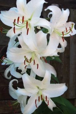 Casablanca Oriental Lily - 1 Gallon Pot -Garden & Outdoor Sale Shop Lilium Casablanca 5