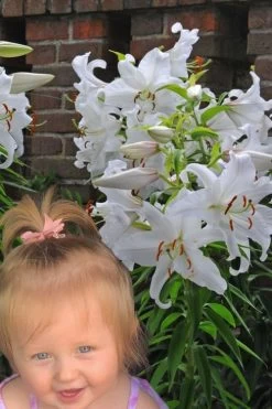 Casablanca Oriental Lily - 1 Gallon Pot -Garden & Outdoor Sale Shop Lilium Casablanca 8