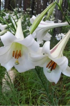 Philippine Lily - 1 Quart Pot -Garden & Outdoor Sale Shop Lilium Pilippinense 1
