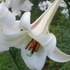Philippine Lily - 1 Quart Pot -Garden & Outdoor Sale Shop Lilium Pilippinense