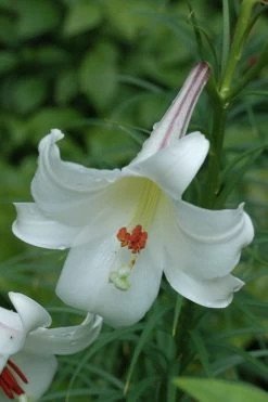 Philippine Lily - 1 Quart Pot -Garden & Outdoor Sale Shop Lily Philippine 2