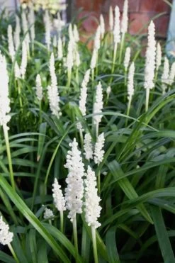 Monroe's White Liriope (Lilyturf) - 6 Pack Of 1 Gallon Pots -Garden & Outdoor Sale Shop Liriope Monroes White 500x750 2