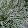 Silvery Sunproof Variegated Liriope - Lilyturf - 10 Pack Of Pint Pots