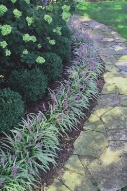 Silvery Sunproof Variegated Liriope - Lilyturf - 10 Pack Of Pint Pots -Garden & Outdoor Sale Shop Liriope Silvery Sunproof 15 2