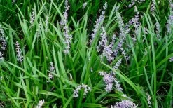 Creeping Lilyturf (Liriope Spicata) - 72 Pack Of 3.5" Pint Pots -Garden & Outdoor Sale Shop Liriope Spicata 50