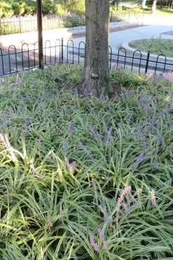 Variegated Liriope - Monkey Grass / Lilyturf - 10 Pack Of Pint Pots -Garden & Outdoor Sale Shop Liriope Variegata 6 2