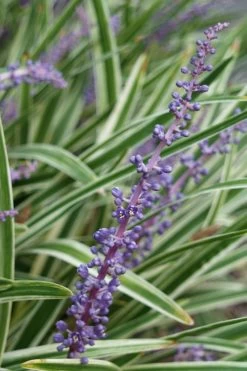 Variegated Liriope - Monkey Grass / Lilyturf - 10 Pack Of Pint Pots -Garden & Outdoor Sale Shop Liriope Variegata 7 2
