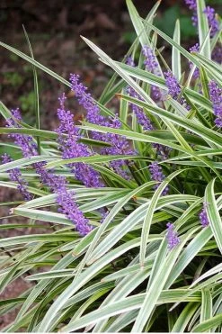 Variegated Liriope (Monkey Grass / Lilyturf) - 6 Pack Of 1 Gallon Pots -Garden & Outdoor Sale Shop Liriope Variegated 15 1