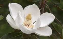 Alta Southern Magnolia - 7 Gallon Pot (3-4') -Garden & Outdoor Sale Shop Magnolia Alta 2