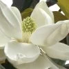 D. D. Blanchard Southern Magnolia - 1 Gallon Pot -Garden & Outdoor Sale Shop Magnolia DD Blanchard 10 2
