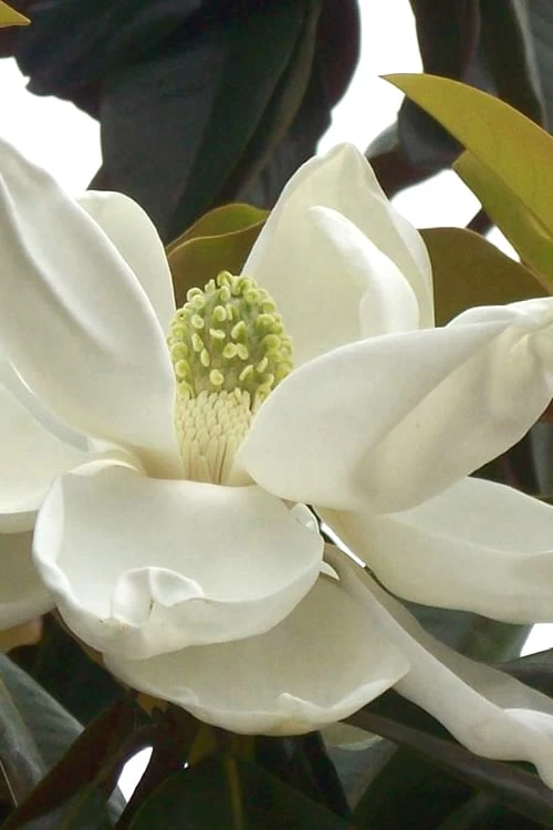 D. D. Blanchard Southern Magnolia - 1 Gallon Pot 3 D. D. Blanchard Southern Magnolia - 1 Gallon Pot