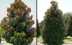 D. D. Blanchard Southern Magnolia - 5 Gallon Pot -Garden & Outdoor Sale Shop Magnolia DD Blanchard