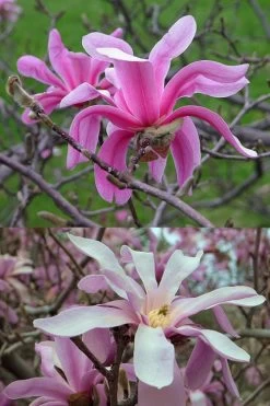 Leonard Messel Star Magnolia - 3 Gallon Pot -Garden & Outdoor Sale Shop Magnolia Leonard Messel 21
