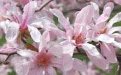 Leonard Messel Star Magnolia - 3 Gallon Pot -Garden & Outdoor Sale Shop Magnolia Leonard Messel 23