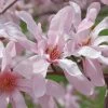 Leonard Messel Star Magnolia - 3 Gallon Pot -Garden & Outdoor Sale Shop Magnolia Leonard Messel 24