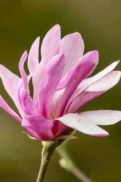 Leonard Messel Star Magnolia - 3 Gallon Pot -Garden & Outdoor Sale Shop Magnolia Leonard Messel 26