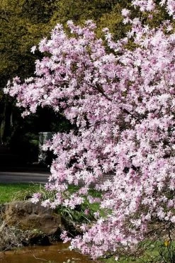 Leonard Messel Star Magnolia - 3 Gallon Pot -Garden & Outdoor Sale Shop Magnolia Leonard Messel 3