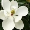 Little Gem Dwarf Southern Magnolia - 3 Gallon Pot (1.5-2.5') -Garden & Outdoor Sale Shop Magnolia Little Gem 15
