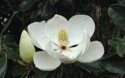 Little Gem Dwarf Southern Magnolia - 3 Gallon Pot (1.5-2.5') 19 Little Gem Dwarf Southern Magnolia - 3 Gallon Pot (1.5-2.5') -Garden & Outdoor Sale Shop Magnolia Little Gem Bloom 2