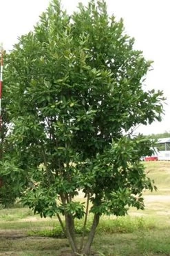 Moonglow Sweetbay Magnolia Tree (Magnolia Virginiana 'Jim Wilson') - 7 Gallon Pot (4-5') 12 Moonglow Sweetbay Magnolia Tree (Magnolia Virginiana 'Jim Wilson') - 7 Gallon Pot (4-5') -Garden & Outdoor Sale Shop Magnolia Moonglow Sweetbay 6