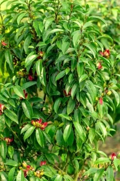 Stellar Ruby Magnolia X Figo - Banana Shrub Hybrid - 1 Gallon Pot -Garden & Outdoor Sale Shop Magnolia Stellar Ruby 4