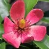 Stellar Ruby Magnolia X Figo - Banana Shrub Hybrid - 1 Gallon Pot -Garden & Outdoor Sale Shop Magnolia Stellar Ruby 5