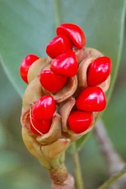 Sweetbay Magnolia - 2 Gallon Pot -Garden & Outdoor Sale Shop Magnolia Sweet Bay 14 1