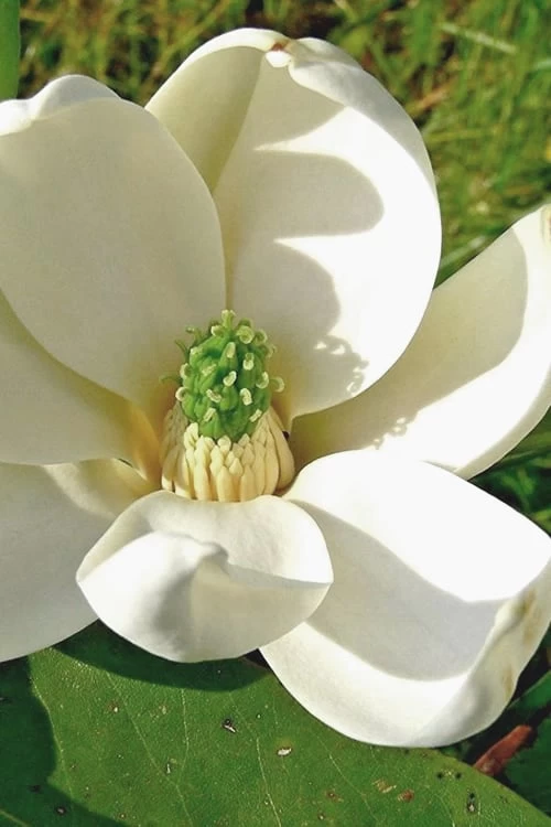 Moonglow Sweetbay Magnolia Tree (Magnolia Virginiana 'Jim Wilson') - 7 Gallon Pot (4-5') 3 Moonglow Sweetbay Magnolia Tree (Magnolia Virginiana 'Jim Wilson') - 7 Gallon Pot (4-5')