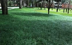 Tall Mondo Grass - 72 Pack Of 3.5" Pint Pots -Garden & Outdoor Sale Shop Mondo Grass 21 2