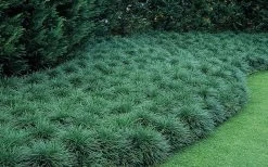 Tall Mondo Grass - 10 Count Flat Of Pint Pots -Garden & Outdoor Sale Shop Mondo Grass 50