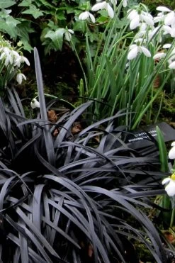 Black Mondo Grass - Ophiopogon Planiscapus 'Nigrescens' - 6 Pack Of 1 Gallon Pots -Garden & Outdoor Sale Shop Mondo Grass Black 11 1
