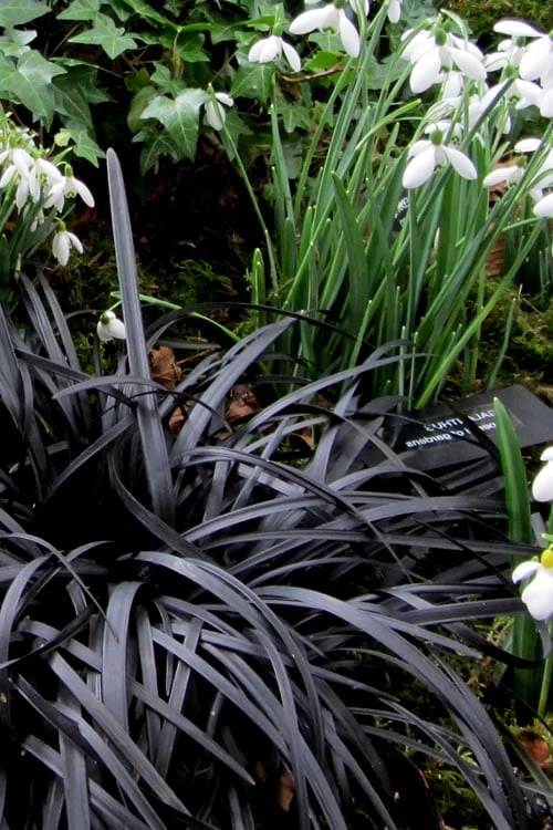 Black Mondo Grass - Ophiopogon Planiscapus 'Nigrescens' - 1 Gallon Pot 8 Black Mondo Grass - Ophiopogon Planiscapus 'Nigrescens' - 1 Gallon Pot - Image 6