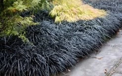 Black Mondo Grass - Ophiopogon Planiscapus 'Nigrescens' - 1 Gallon Pot 13 Black Mondo Grass - Ophiopogon Planiscapus 'Nigrescens' - 1 Gallon Pot -Garden & Outdoor Sale Shop Mondo Grass Black 12