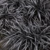 Black Mondo Grass - Ophiopogon Planiscapus 'Nigrescens' - 6 Pack Of 1 Gallon Pots