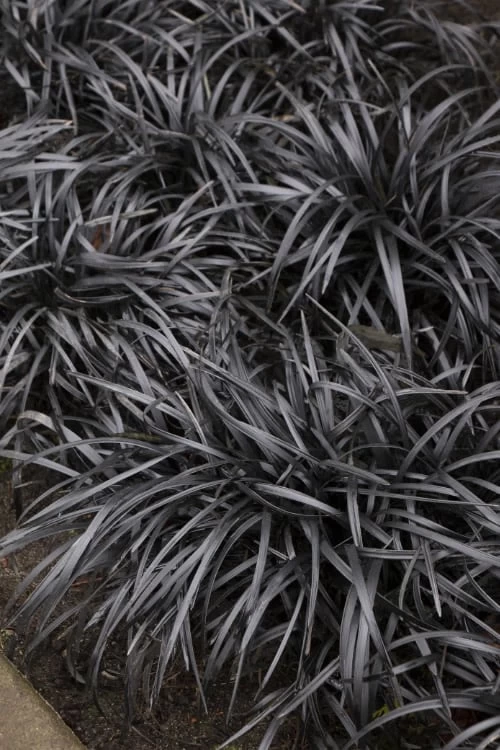 Black Mondo Grass - Ophiopogon Planiscapus 'Nigrescens' - 1 Gallon Pot 3 Black Mondo Grass - Ophiopogon Planiscapus 'Nigrescens' - 1 Gallon Pot