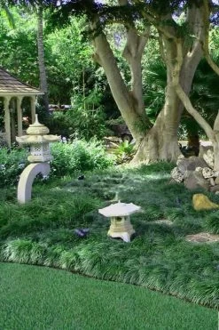 Tall Mondo Grass - 1 Gallon Pot -Garden & Outdoor Sale Shop Mondo Grass Black 25